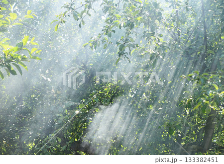 Sunbeams piercing through morning mist in a green forest Sunbeams piercing through morning mist in a green forest 133382451