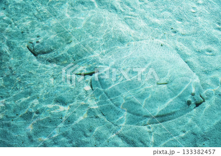Flounder fish camouflaging on sandy ocean floor Flounder fish camouflaging on sandy ocean floor 133382457
