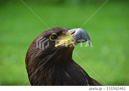 Close up profile portrait of Golden eagle on green 133382462