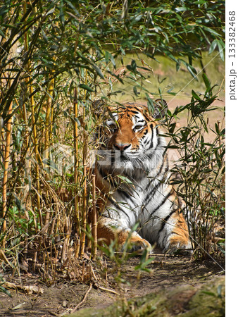 Tiger resting in bamboo jungle under sunlight Tiger resting in bamboo jungle under sunlight 133382468