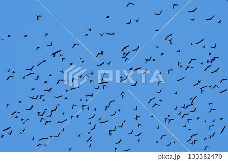 Flock of many birds flying  in clear blue sky 133382470