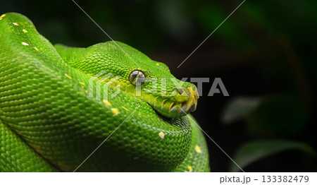 Green tree python profile portrait close up Green tree python profile portrait close up 133382479