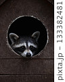 Raccoon peeking from dark hole in wooden enclosure 133382481