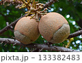 Cannonball tree showcasing exotic tropical fruit developing on branches 133382483