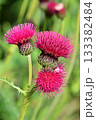 Bright pink thistle flowers blooming in green nature 133382484