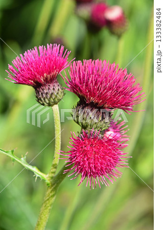 Bright pink thistle flowers blooming in green nature 133382484