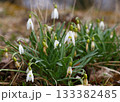 Spring snowflake flowers blooming with raindrops on stem 133382485
