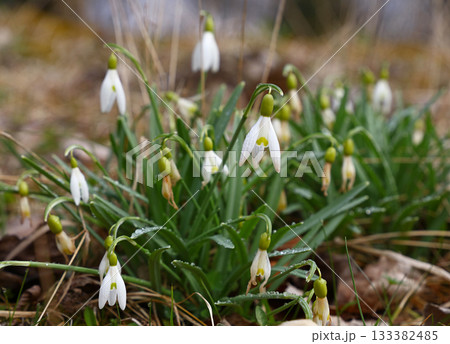 Spring snowflake flowers blooming with raindrops on stem 133382485
