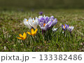Mixed crocus flowering on green meadow during spring season 133382486