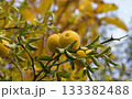 Poncirus trifoliata fruit growing on thorny branches in autumn 133382488