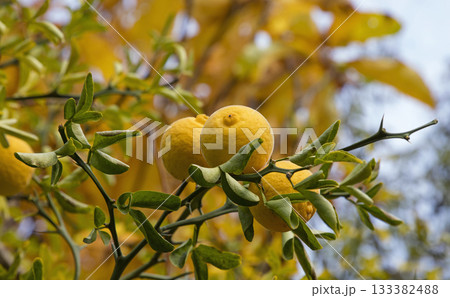 Poncirus trifoliata fruit growing on thorny branches in autumn Poncirus trifoliata fruit growing on thorny branches in autumn 133382488