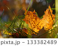 Orange autumn fallen maple leaf on ground 133382489