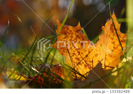 Orange autumn fallen maple leaf on ground 133382489