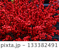 Abundant bright red winterberry holly branches during winter season 133382491