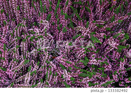 Purple heather flowers blooming in a lively garden 133382492