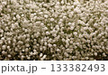 Baby's breath flowers creating a delicate white floral background 133382493