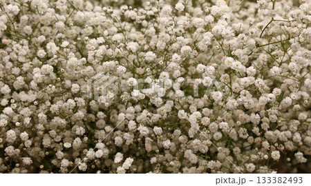 Baby's breath flowers creating a delicate white floral background 133382493