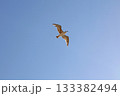 Close up one sea gull flying hovering in blue sky 133382494