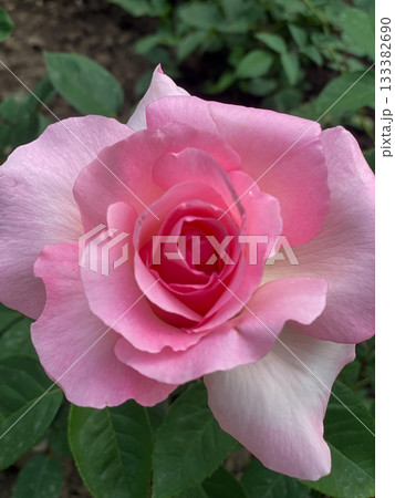 Pink Rose Bloom Closeup 133382690