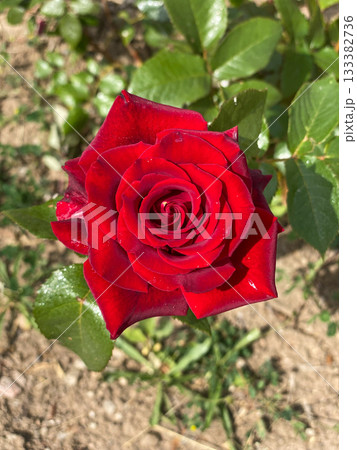 Red Rose Bloom in Garden 133382736