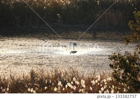 静けさの中餌を探すコウノトリ　秋の渡良瀬 133382737