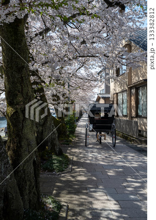 桜のトンネルと人力車　1 133382812
