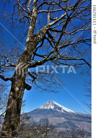 愛鷹山塊の越前岳より　森から眺める富士山 133382903
