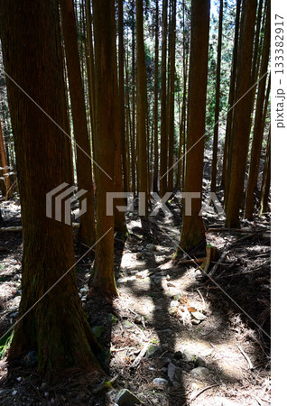 愛鷹山塊の越前岳　樹影のびる杉の森 133382917