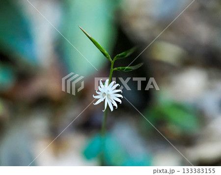 キッコウハグマのある風景 キッコウハグマのある風景 133383155
