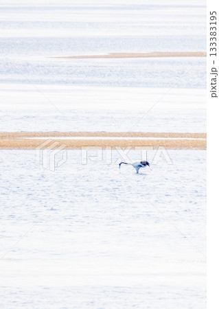 アオサギ 133383195