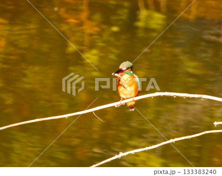 水面上の細枝で餌の小魚を咥えるカワセミ2 133383240