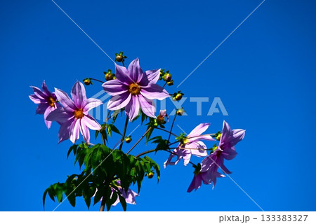 キダチダリアの花・皇帝ダリア・花の背景素材 キダチダリアの花・皇帝ダリア・花の背景素材 133383327