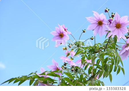 キダチダリアの花・皇帝ダリア・花の背景素材 キダチダリアの花・皇帝ダリア・花の背景素材 133383328