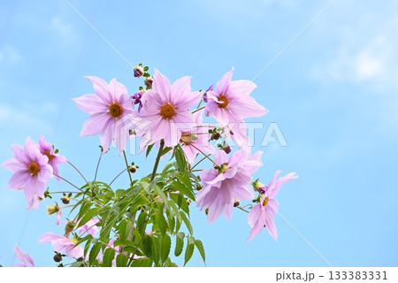 キダチダリアの花・皇帝ダリア・花の背景素材 133383331