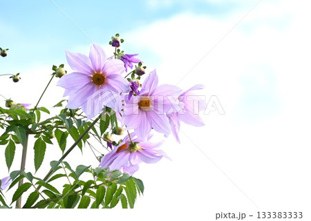 キダチダリアの花・皇帝ダリア・花の背景素材 133383333