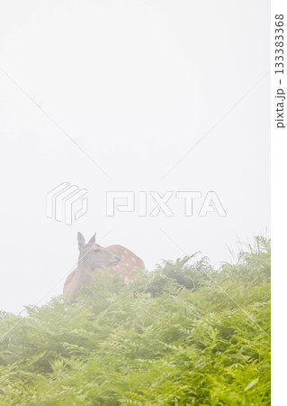 エゾシカ 133383368