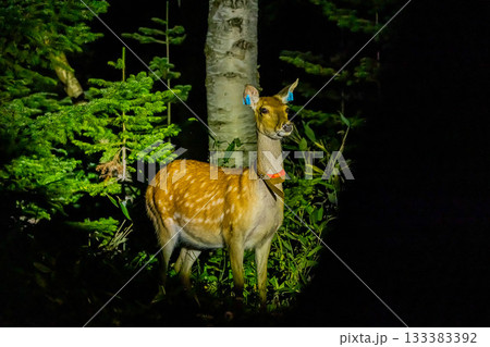 エゾシカ 133383392
