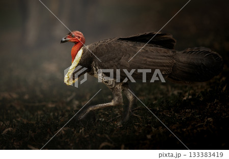 Australian Brush turkey Australian Brush turkey 133383419