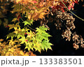紅葉したモミジ 133383501