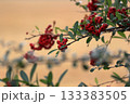 赤い実をつけたピラカンサ 133383505