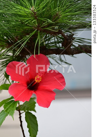 赤い大きな花弁のハイビスカスの花 133383524