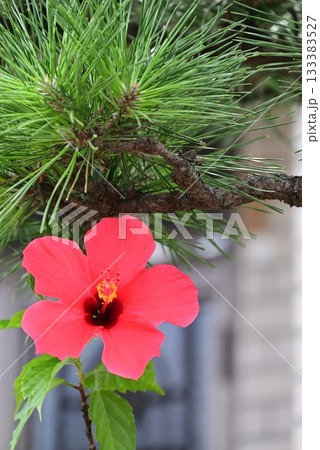 赤い大きな花弁のハイビスカスの花 133383527