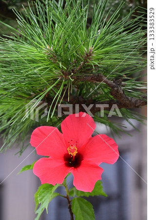 赤い大きな花弁のハイビスカスの花 133383529