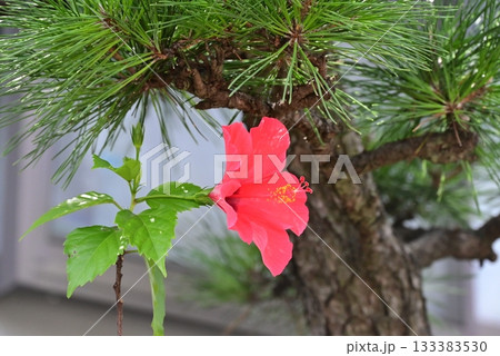 赤い大きな花弁のハイビスカスの花 赤い大きな花弁のハイビスカスの花 133383530