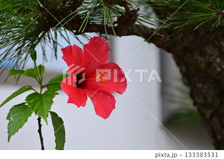 赤い大きな花弁のハイビスカスの花 133383531
