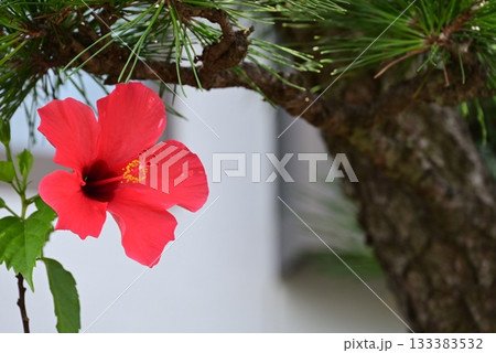 赤い大きな花弁のハイビスカスの花 133383532