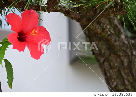 赤い大きな花弁のハイビスカスの花 133383533