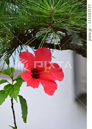 赤い大きな花弁のハイビスカスの花 133383537