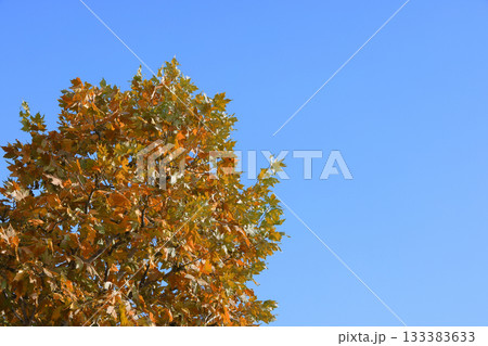 紅葉したケヤキの大木 133383633