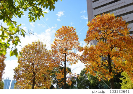 紅葉したケヤキの大木 133383641